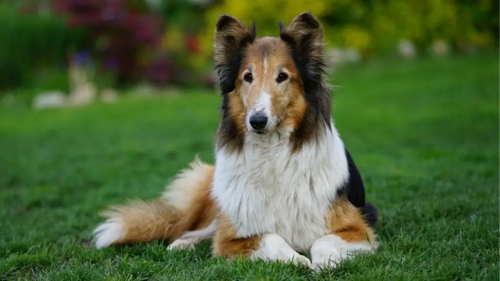  active guard dog for home security