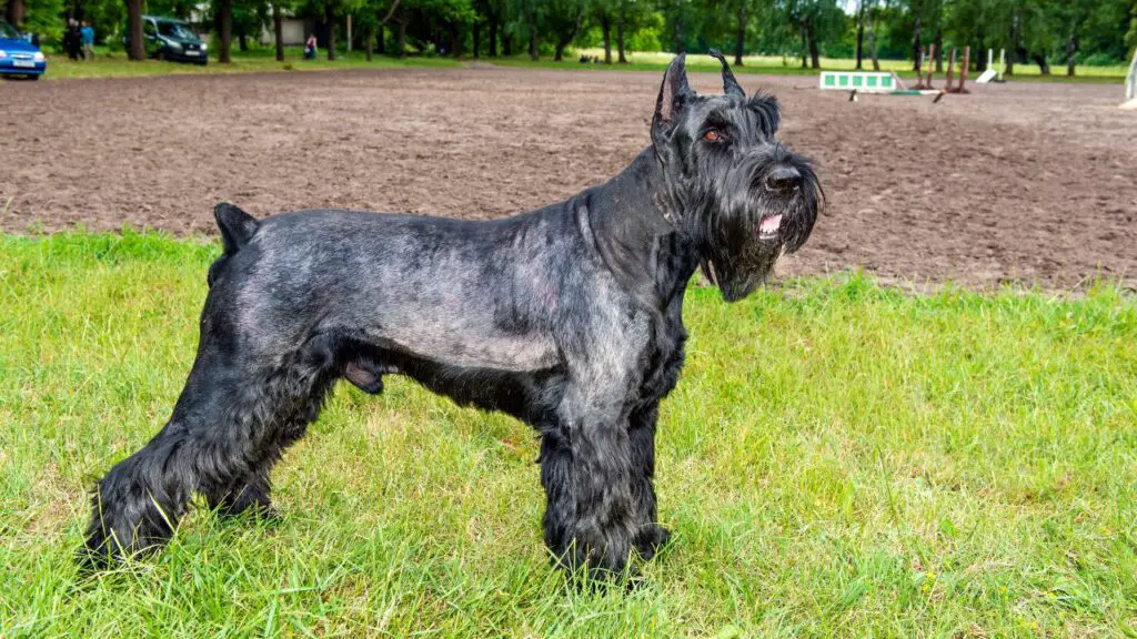 1729252217 943 Giant Schnauzer 3 2