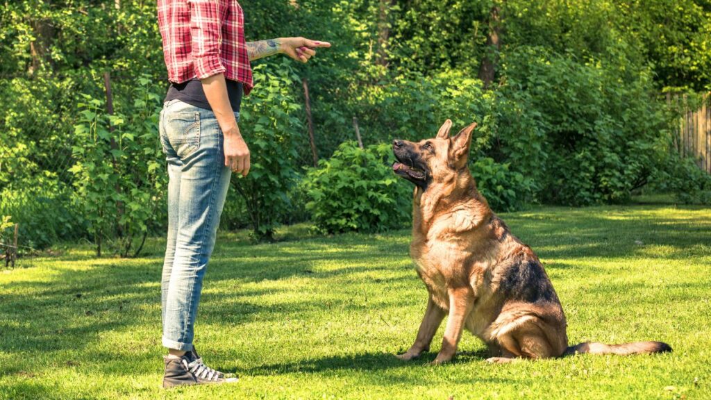 Pros of a German Shepherd Dog