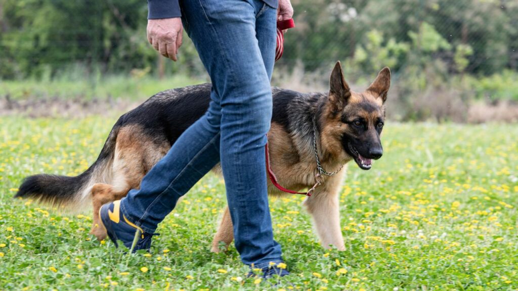 are german shepherd good protectors