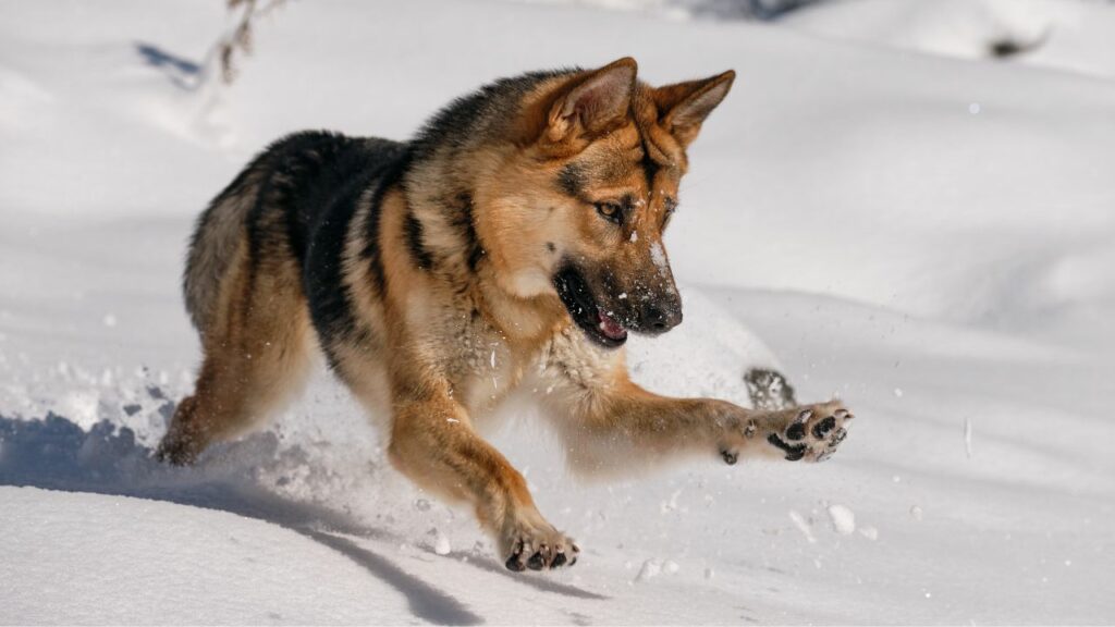 are german shepherds independent
