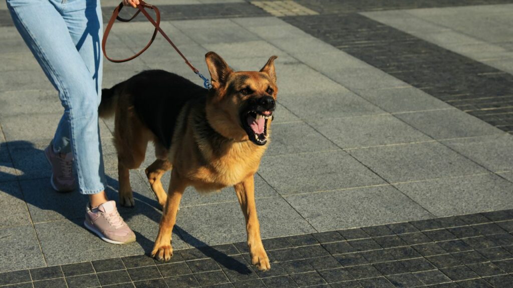 do german shepherds protect their owners
