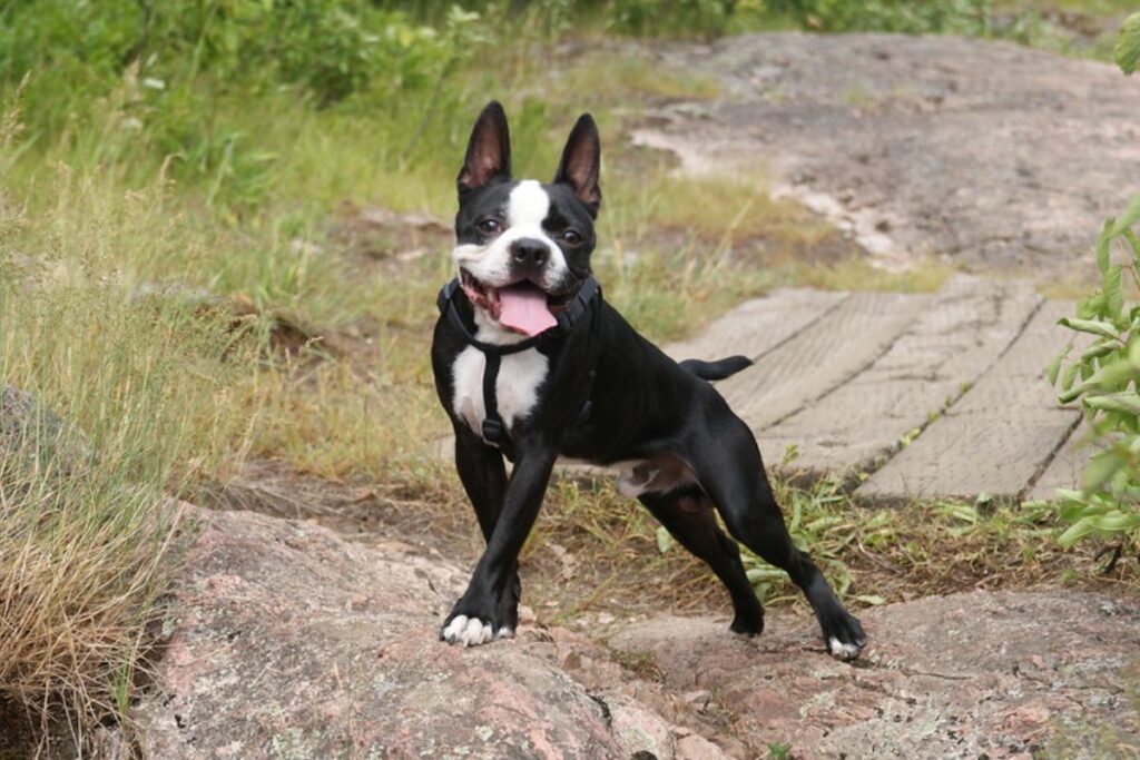 Boston Terrier 