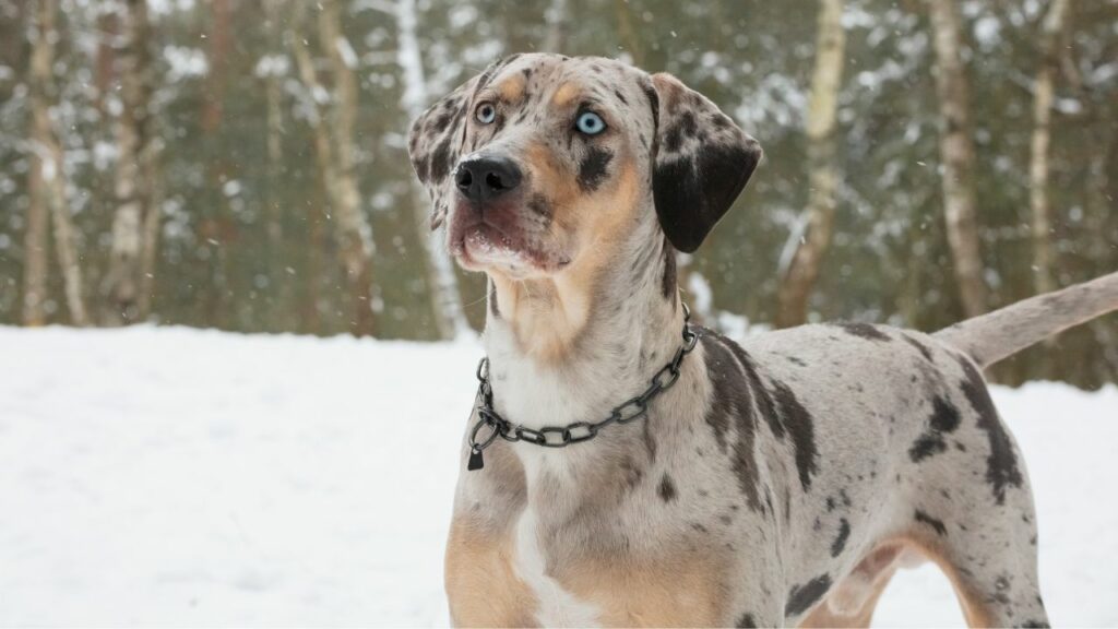 top 10 rarest dog breeds
