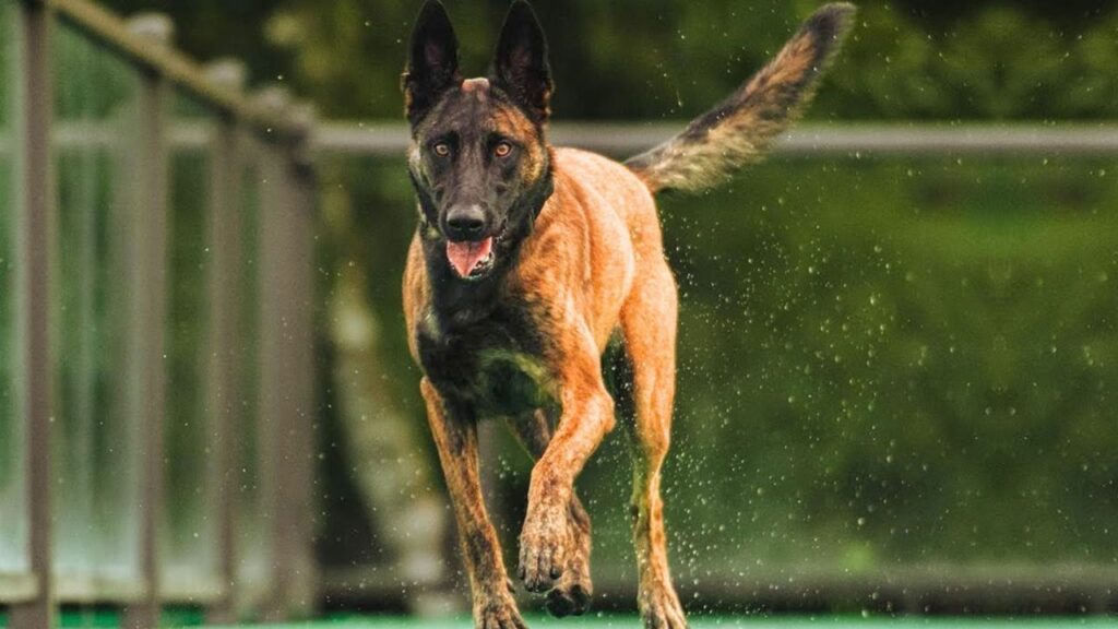 Guard Dog for Personal Security Against Urban Threats