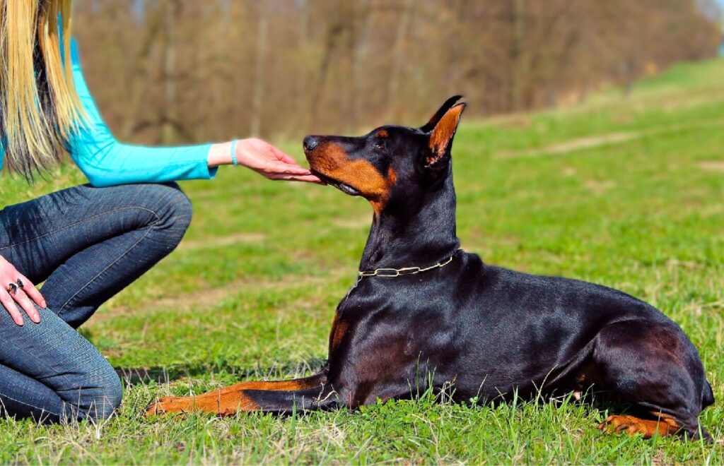 doberman easy to train
