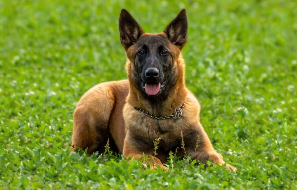 german shepherd look alike
