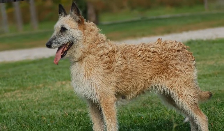 what dog looks like a german shepherd
