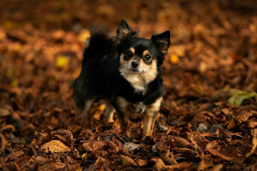 healthiest small dog
