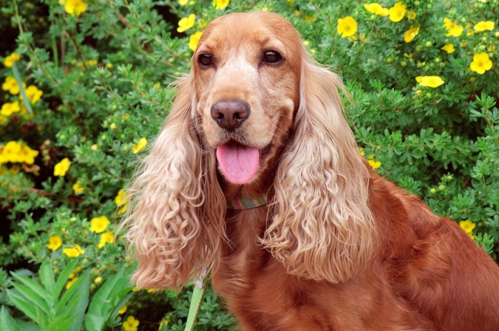 dog with floppy ears
