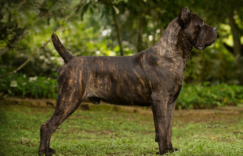 large italian dog breeds
