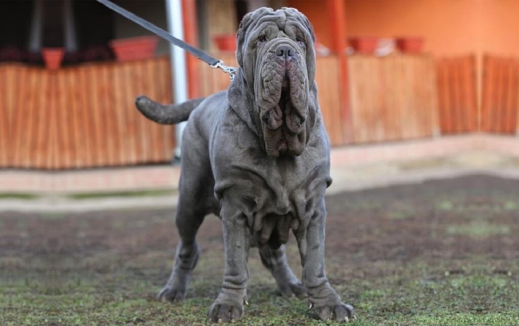 dog with rolls
