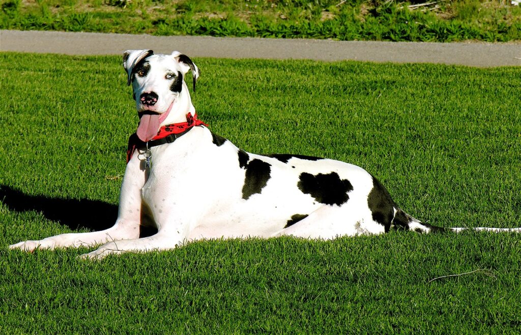 big black and white dog
