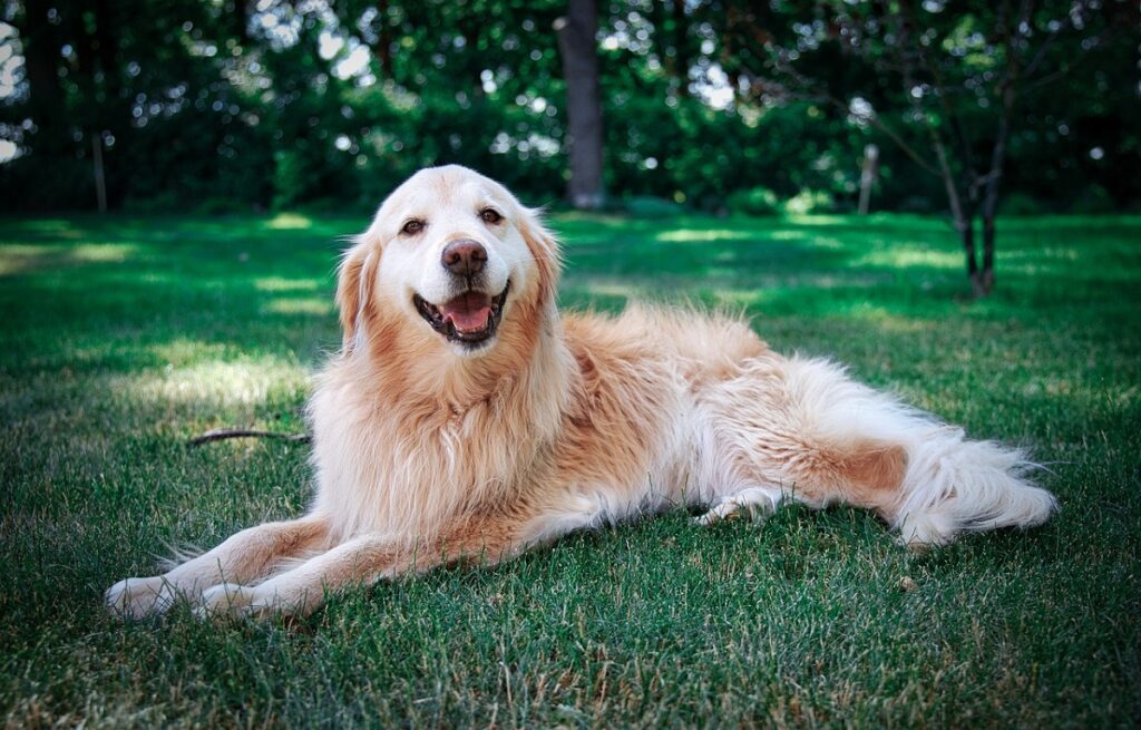 Golden Retriever