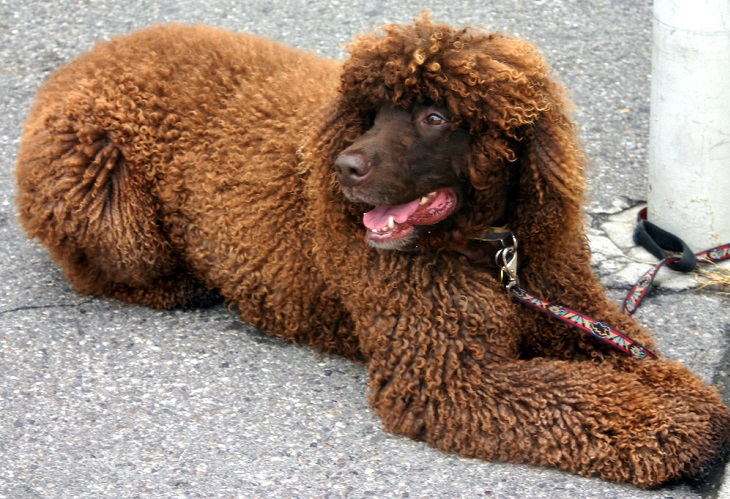 irish cocker spaniel