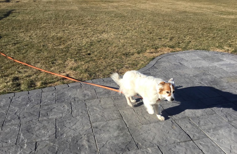 leash for dogs that pull