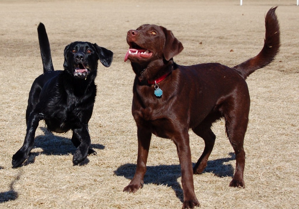 2 types of labs