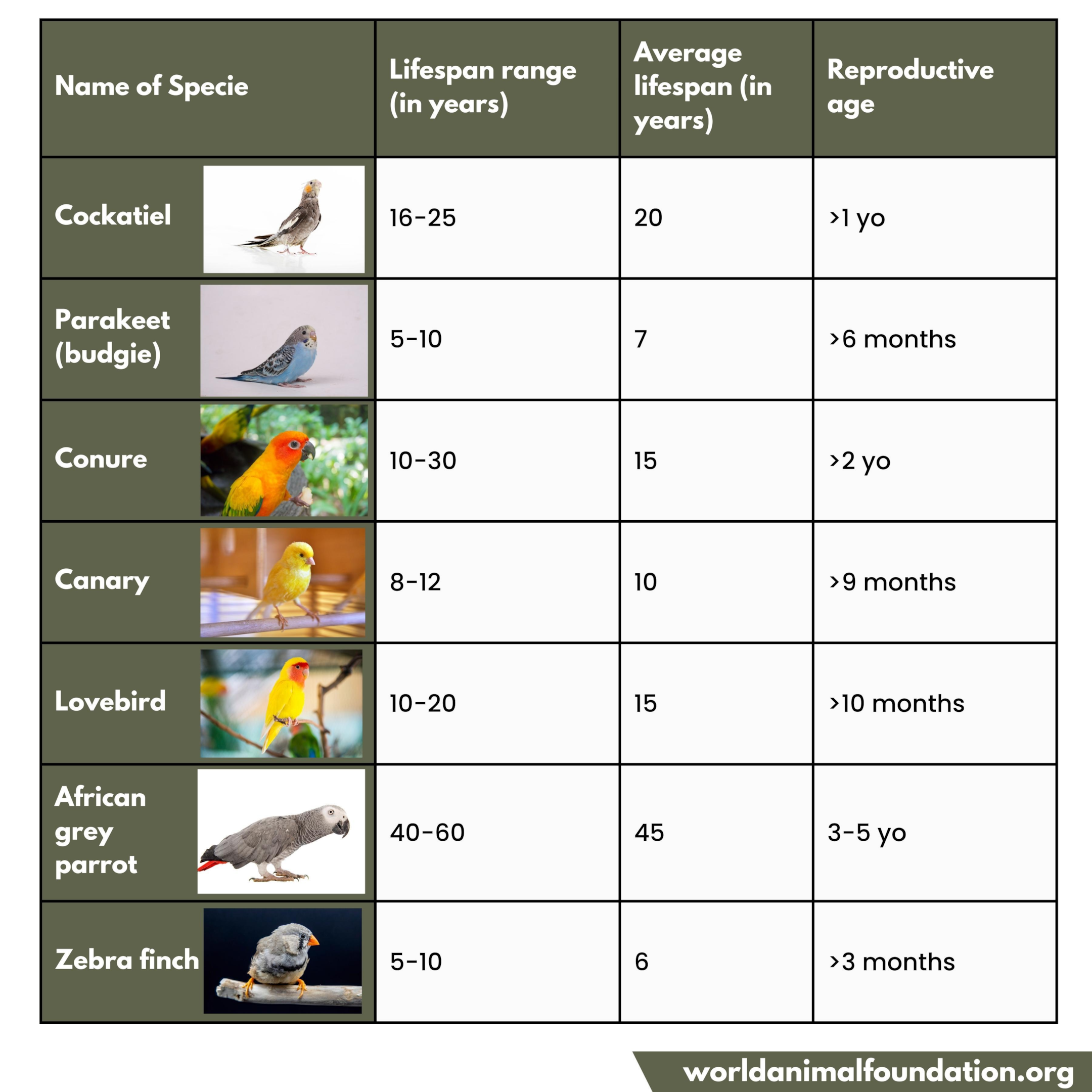 Bird Age To Human Years Calculator EN Pet YOLO