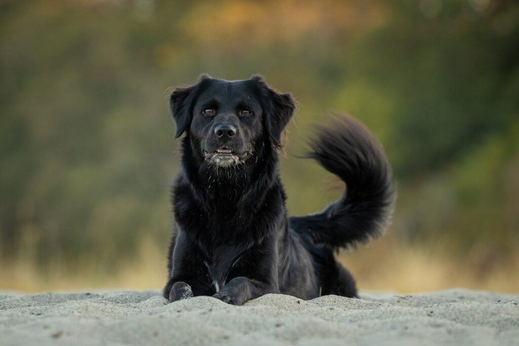 Black Golden Retrievers