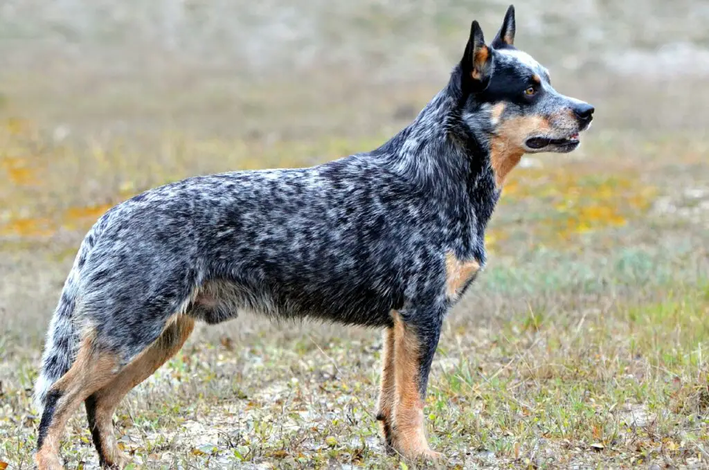 30-40 pound dog breeds
