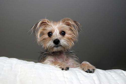 	
	
yorkie mix breeds