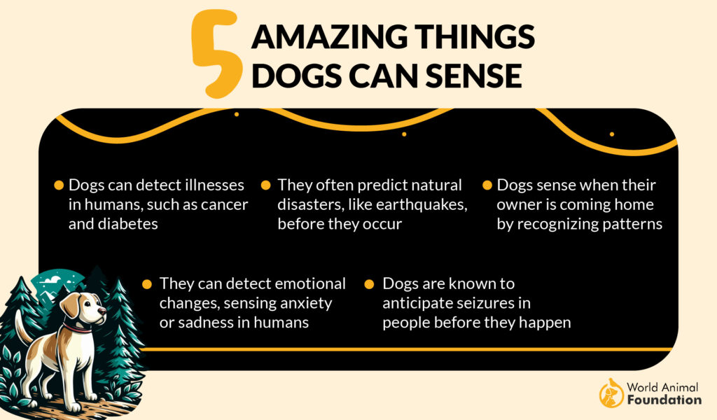 5 Amazing things Dogs Can Sense 