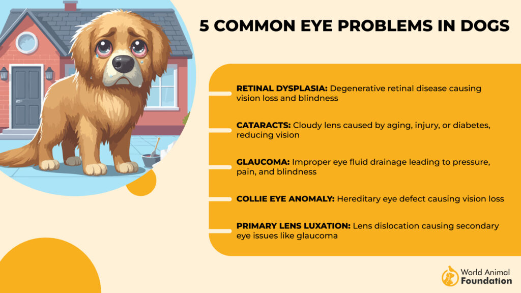 5 Common Eye Problems in Dogs