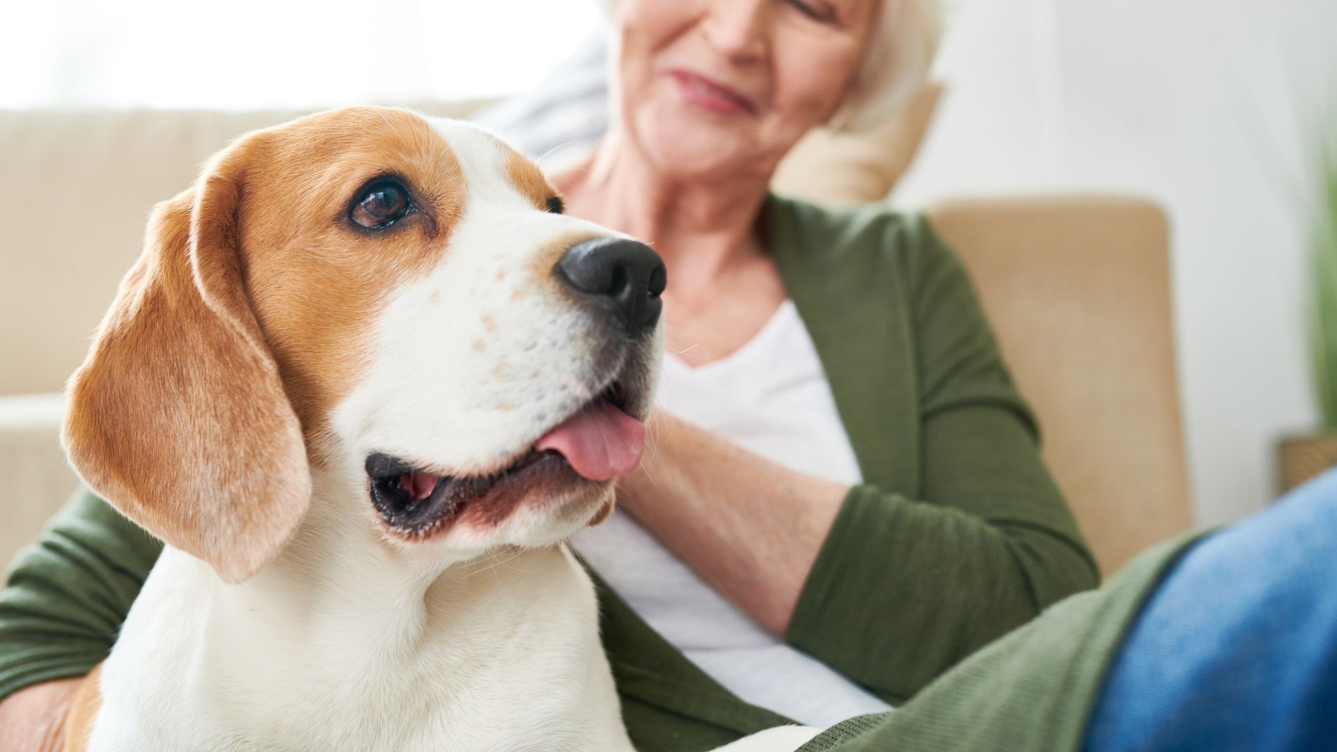 7 Best Dog Breeds for People over 60