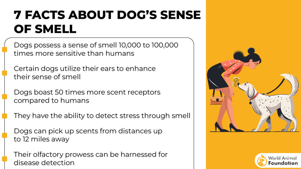 Facts about Dog’s Sense of Smell