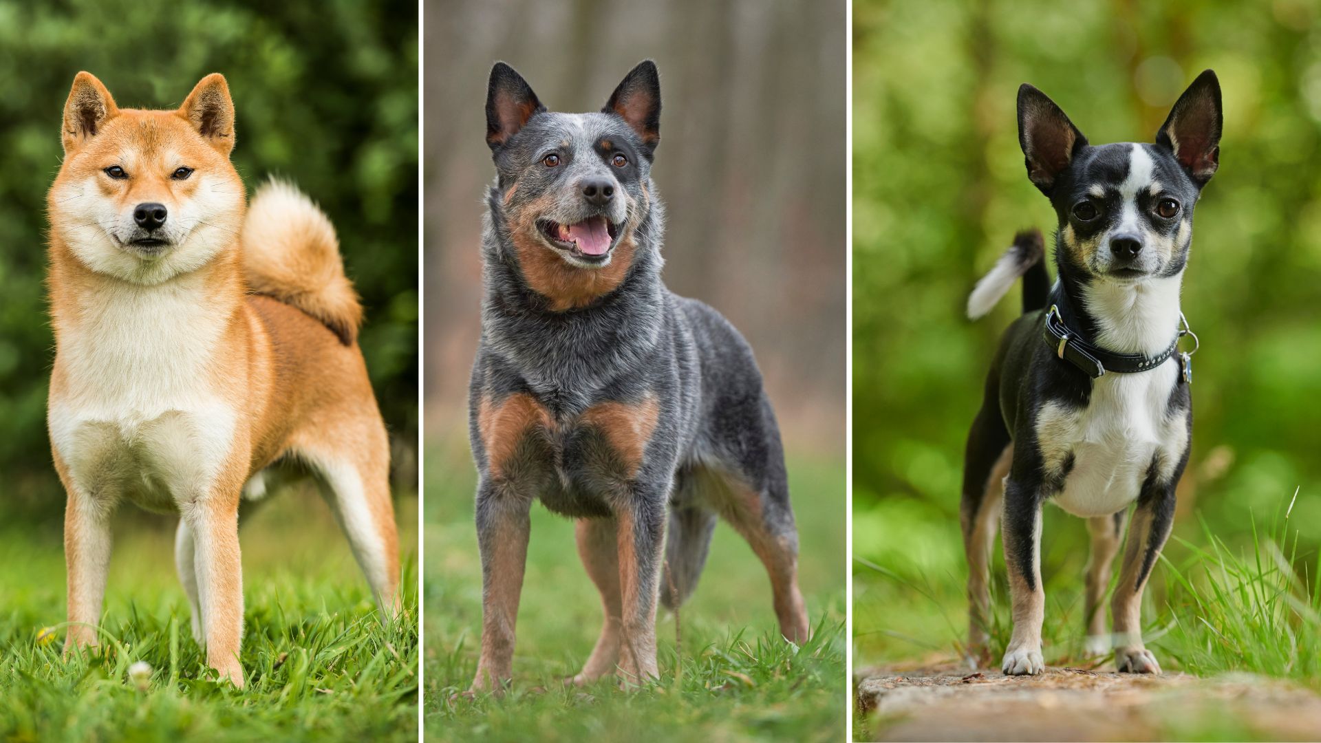 9 Longest Living Dog Breeds