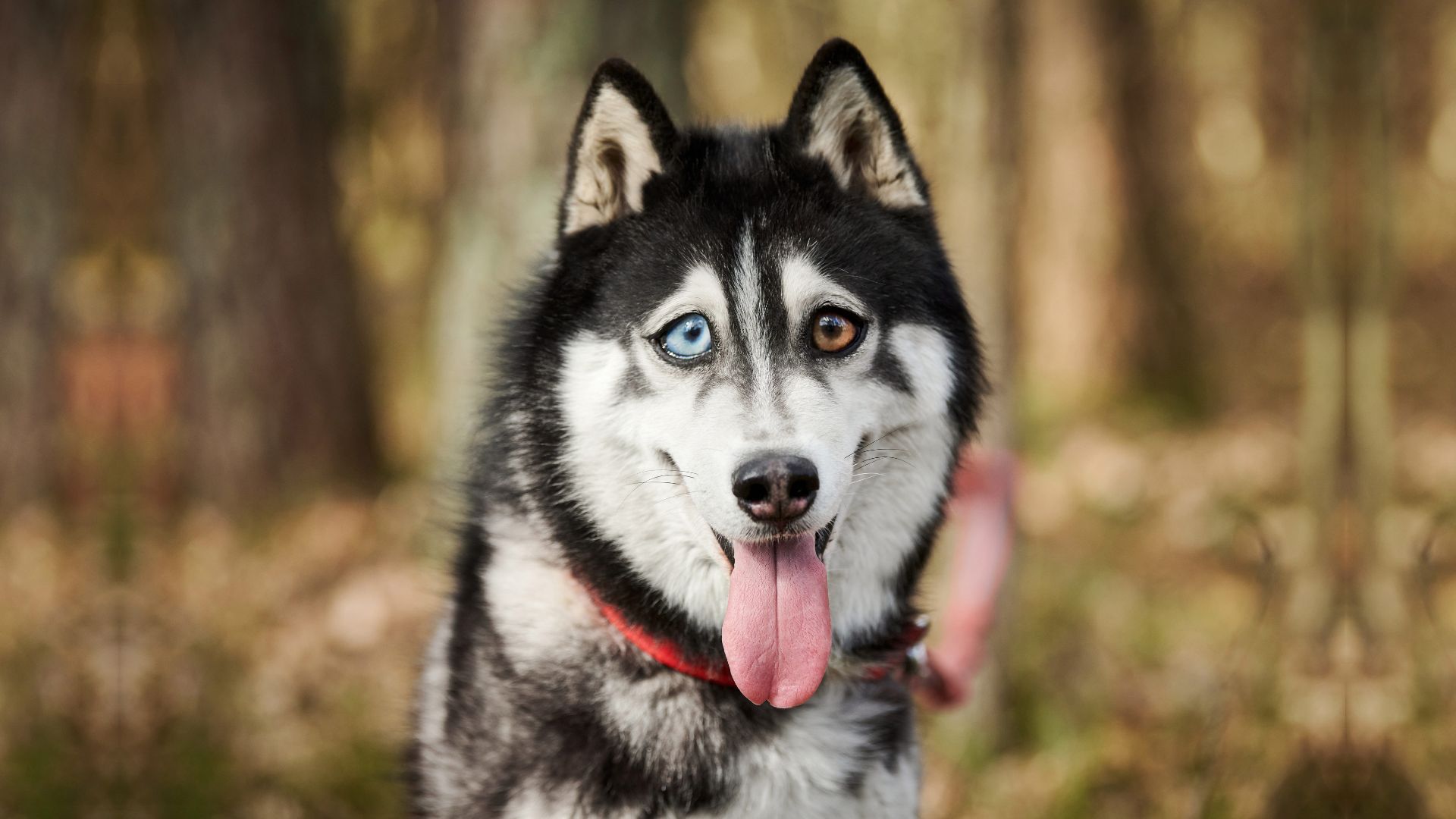 9 Most Crazy Dog Breeds That Are Full of Energy