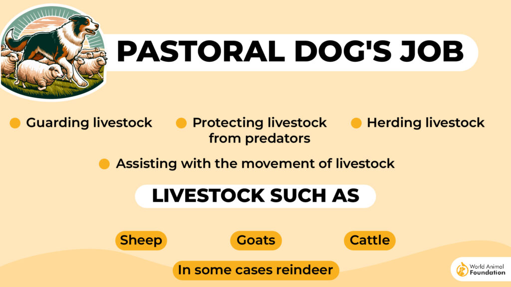 A pastoral dog's job