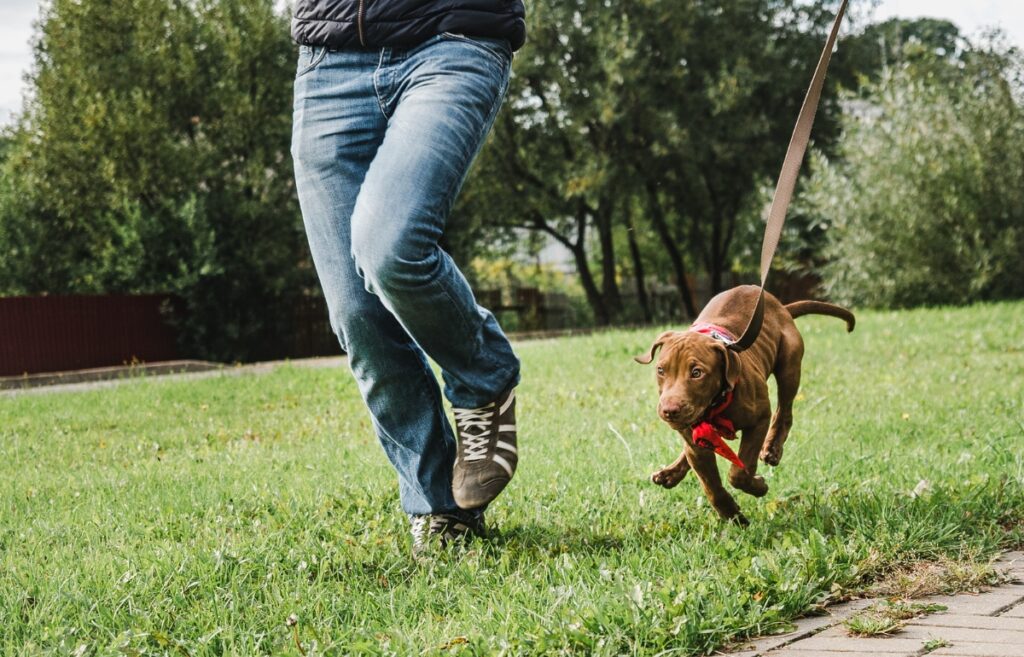 how to train a dog to walk on a leash
