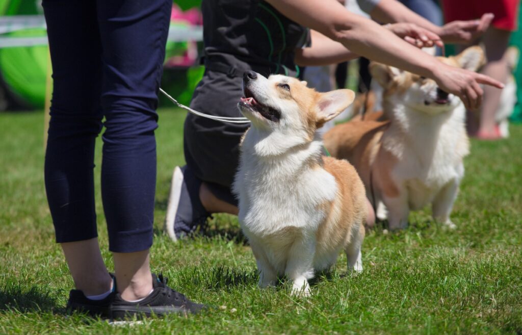 leash training
