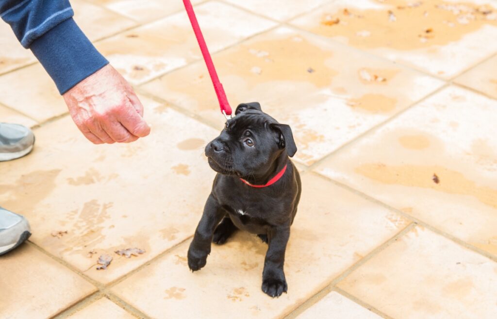 how to train a puppy to walk on a leash
