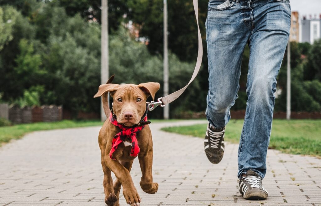 leash dog training
