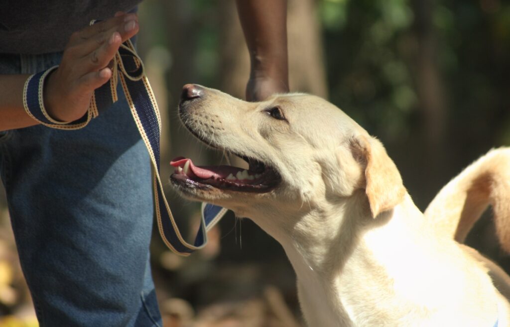 leash training a dog
