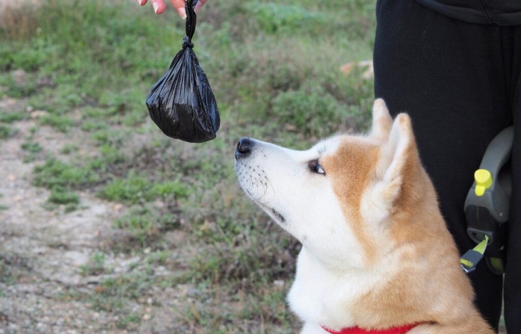 puppy leash training
