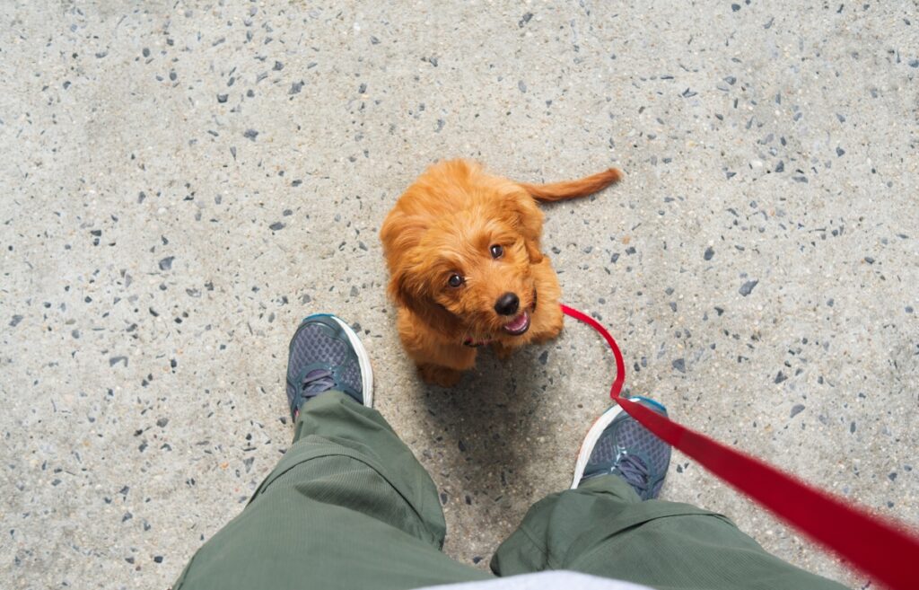 teaching puppy to walk on leash
