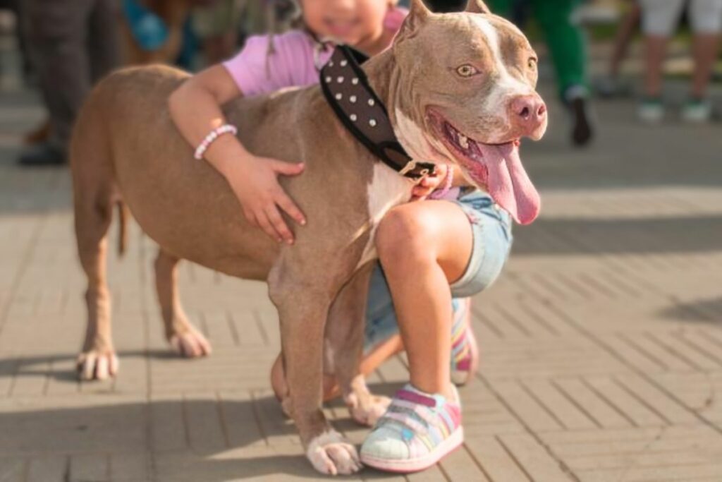 are pitbull dog with kids