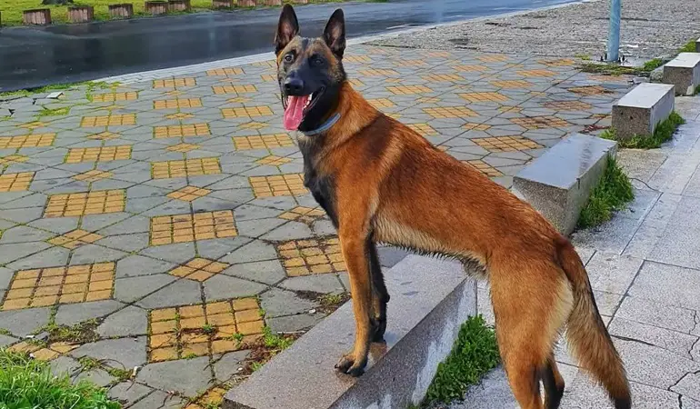 malinois dog