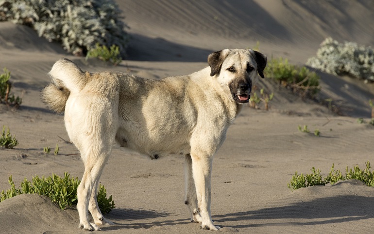 anatolian shepherd