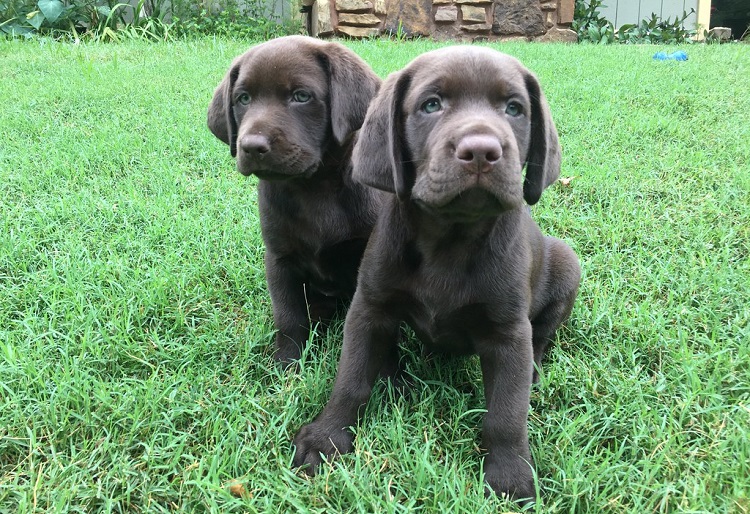 silver lab