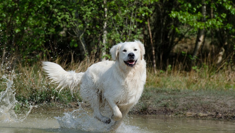 great pyrenees