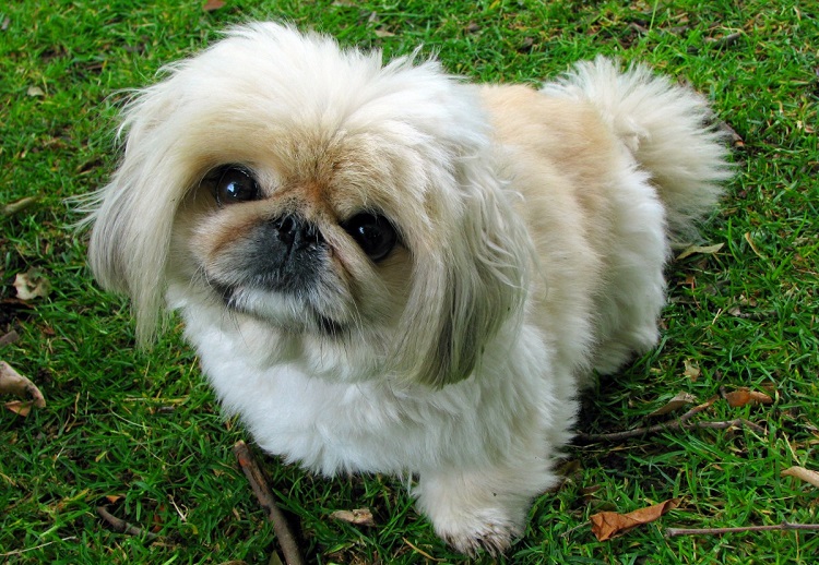 pekingese