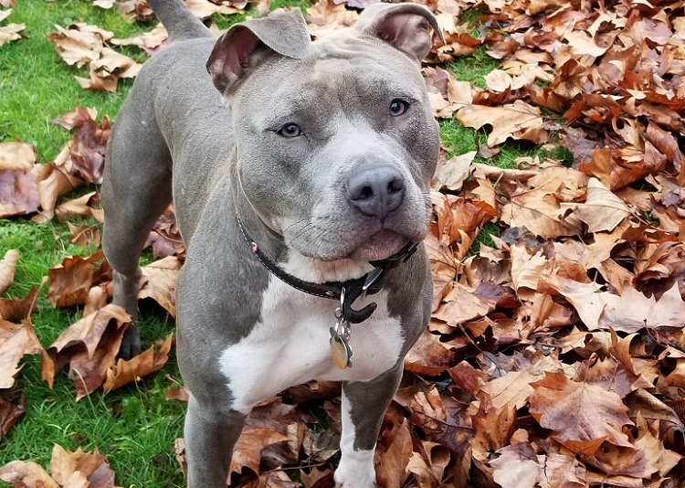 blue pitbull