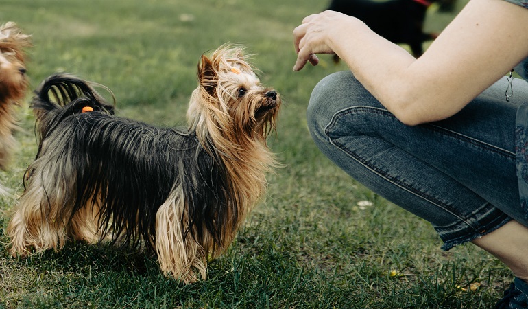 australian silky terrier