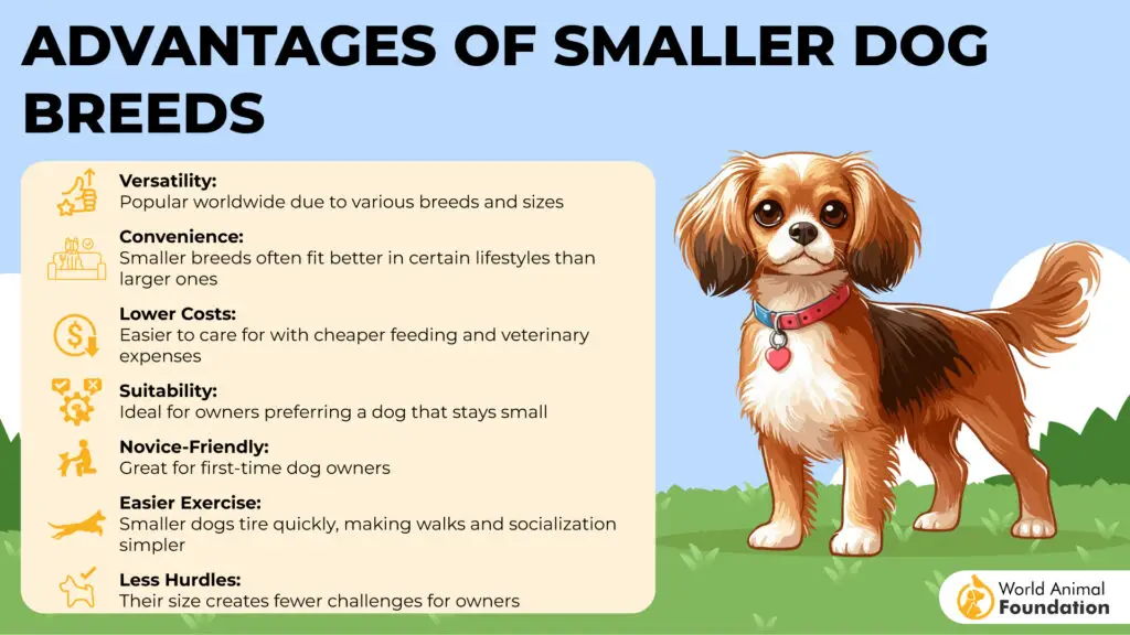 Advantages of Smaller Dog Breeds