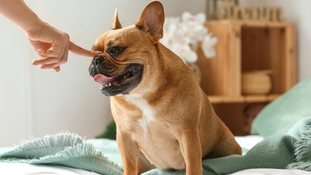 are french bulldogs smart
