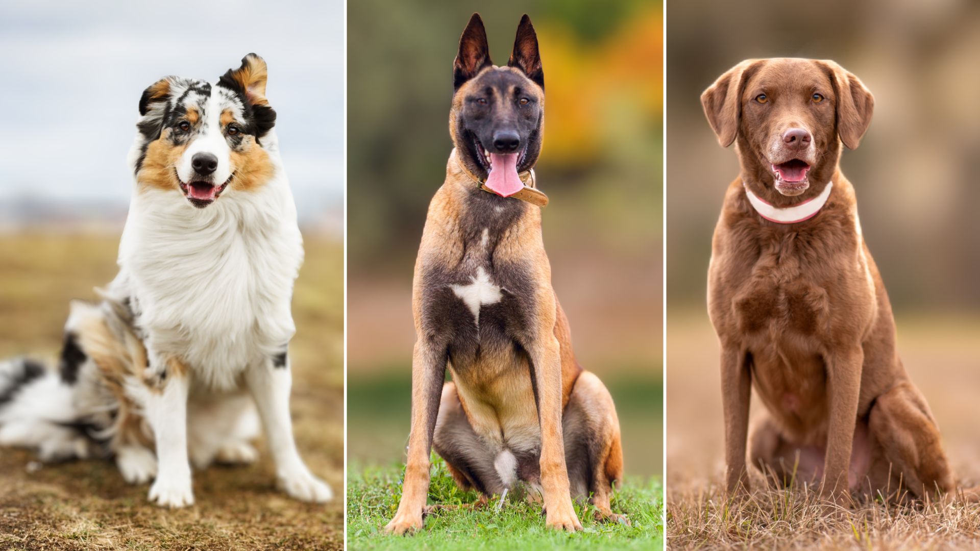 Affordable Guard Dog Breeds